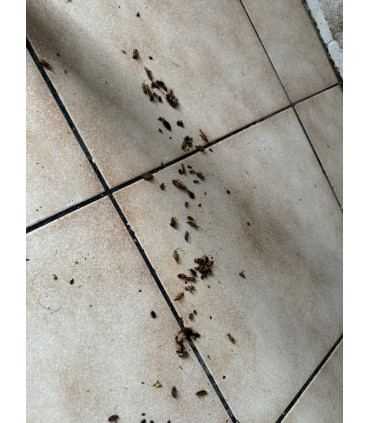 Anti cafard - Produit anti cafards puissant: gel anti cafards - 1 seringues