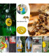 Piège à guêpes réutilisable pour apiculture, 5 à 100 pièces, attrape-abeilles en forme de fleur