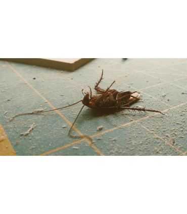 ¡No más cucarachas molestas! Insecticida anticucarachas - 10 SOBRES